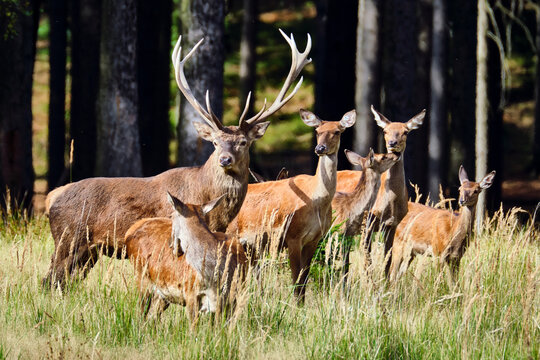 Rotwild ( Cervus elaphus ).