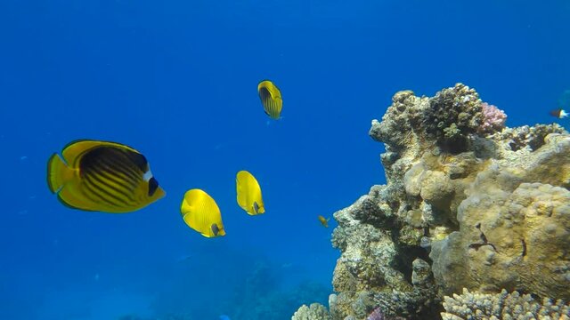 Two pair Butterfly fishes of different species swim near the coral reef. Golden Butterflyfish (Chaetodon semilarvatus) and Raccoon butterflyfish (Chaetodon lunula). 4K-60fps