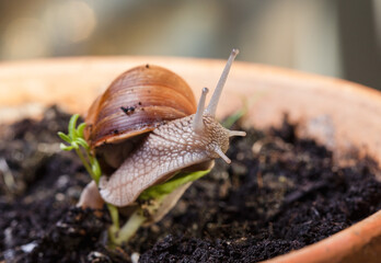 Roman snail, Burgundy snail or escargot, and plant shoot (sprouting sugar beet)
