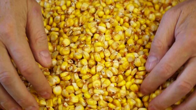 Autumn field work. Rich harvest of corn concept. The farmer gently touches a handful of ripe yellow beans. Male hands rake the grains. Slow motion.