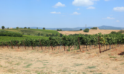 large vineyard of a farm between the Tuscan region and the Latium region in Italy