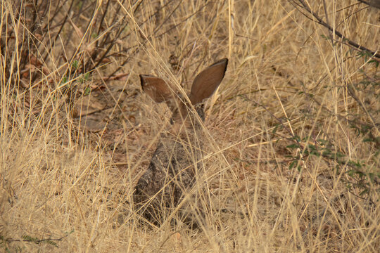 Large ears of Cape hare visible between yellow grass.  Location Khaudum National Park, Namibia