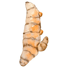 Watercolor turmeric root