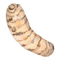 Watercolor edible turmeric