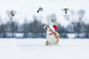 holiday card with cute corgi dog in a red santa hat sitting in the snow in a winter park and...