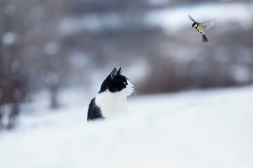 cute cat sitting in the snow in a winter park and watching the flying bird tit