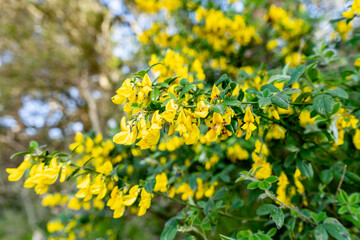 Close up of a flowered branch of Genisteae with yellow flowers, in the countryside of Campiglia Marittima, Tuscany, Italy.
