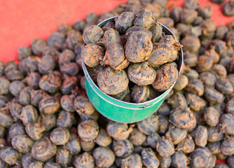 Selling ciboulette at rural market