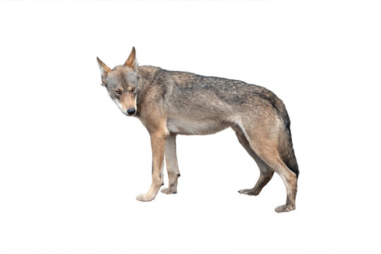 sad wolf isolated on white background