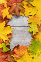 Naklejka na ściany i meble Autumn wooden rustic background with multicolored maple leaves. Frame background with copy space