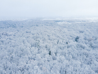 Fototapeta na wymiar overhead top view of snowed forest with white branches