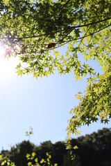 緑のもみじ（ミドリ色のモミジ）