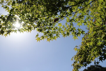 緑のもみじ（ミドリ色のモミジ）