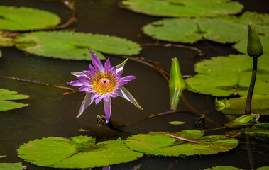 Water lily in the pond Tropical nature, jungle lanshavt, tourism, tropical island, Seychelles