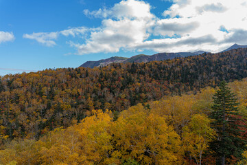 Fototapeta premium The earliest autumn leaves in Japan