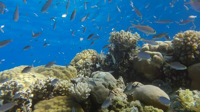 Colorful tropical fishes swimming on beautiful coral reef. Arabian Chromis (Chromis flavaxilla). Underwater life in the ocean. 4K-60fps