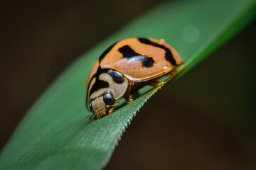 A ladybug is trickling into the green grass in the garden.