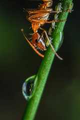 Ants fleeing water on top of green grass