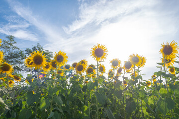 Group of sunflower in the abundance field with blue sky background