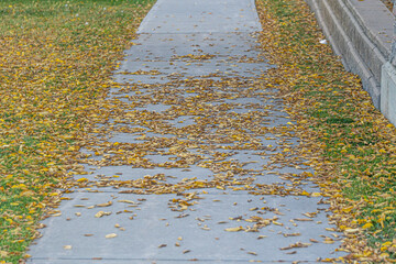 Brown leaves scattered on a pavement in fall