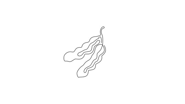 Animated self drawing of single continuous line draw whole healthy organic tamarind for orchard logo identity. Fresh fruitage concept for fruit garden icon. Full length one line animation illustration