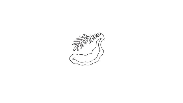 Animated self drawing of one continuous line draw whole healthy organic tamarind for orchard logo identity. Fresh fruitage concept for fruit garden icon. Full length single line animation illustration