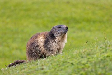 Marmot near Tignes,  Tarentaise Valley, Department Savoie,  Auvergne-Rhone-Alpes region, France