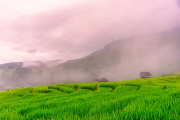 Scenery of the terraced rice fields with morning mist at Ban Pa Pong Piang in Chiang Mai, Thailand