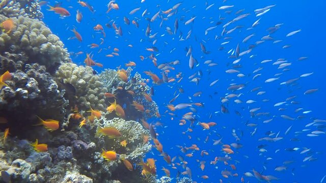 Colorful tropical fish swims near beautiful coral reef on blue water background in sun lights. Arabian Chromis (Chromis flavaxilla) and Lyretail Anthias or Sea Goldie (Pseudanthias squamipinnis)  