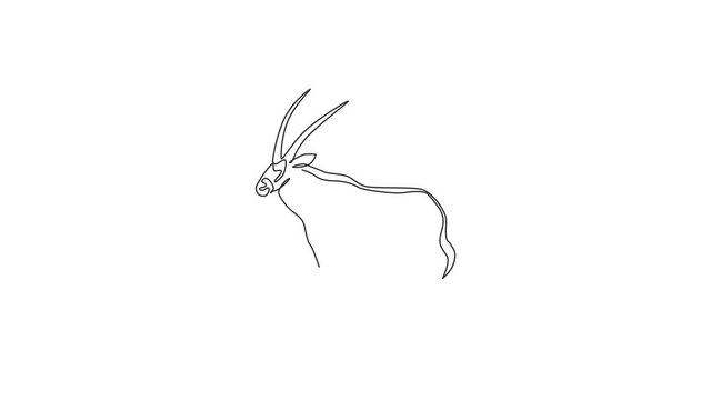 Animated self drawing of one continuous line draw stout oryx for company logo identity. Large African antelope mammal animal mascot concept for safari park icon. Full length single line animation.