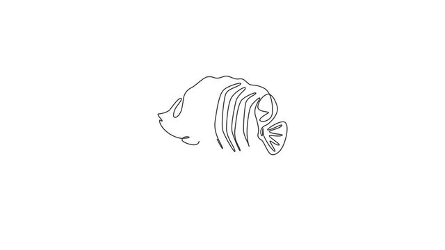 Animated self drawing of one continuous line draw cute regal angelfish for company logo identity. Sea angel fish mascot concept for aquatic show icon. Full length single line animation illustration.