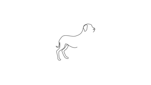 Animated self drawing of continuous line draw dashing great dane dog for security company logo identity. Purebred dog mascot concept for pedigree friendly pet icon. Full length single line animation.