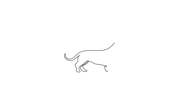 Animated self drawing of one continuous line draw adorable dachshund dog for logo identity. Purebred dog mascot concept for pedigree friendly pet icon. Full length single line animation illustration.