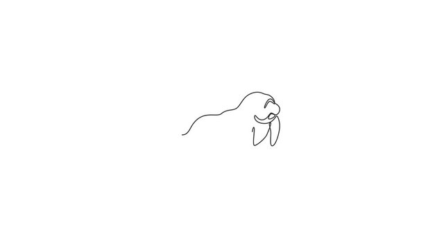 Animated self drawing of one continuous line draw cute manatee for aquatic company logo identity. Sea cow mascot concept for national conservation park icon. Full length single line animation.
