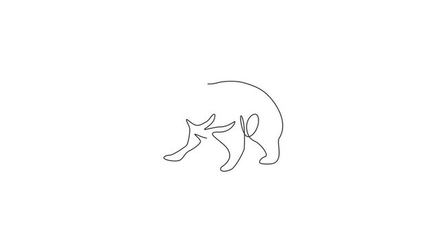 Animation of one line drawing of furious tasmanian devil for organisation logo. Tasmanian island mascot concept for tourist attractor icon. Continuous line self draw animated. Full length motion.