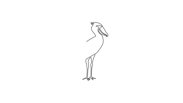 Animation of one single line drawing of enormous shoebill for company logo. Large prehistoric bird mascot concept for bird conservation icon. Continuous line self draw animated. Full length motion.