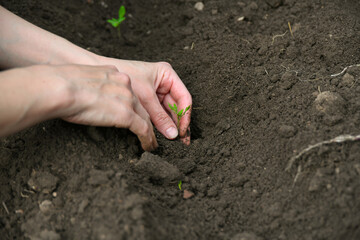 A woman is planting tomato seedlings in the ground in a greenhouse.