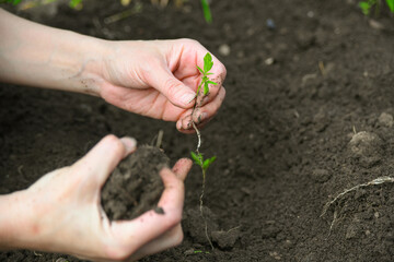 A woman is planting tomato seedlings in the ground in a greenhouse.