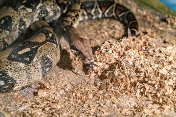 Decorative snakes in the aquarium at the zoo bask in the sun.
