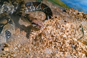 Decorative snakes in the aquarium at the zoo bask in the sun.