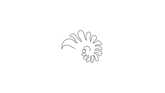 Animated self drawing of single continuous line draw beauty sea snail shell for nautical logo identity. Seashell mascot concept for beach conservation icon. Full length one line animation illustration