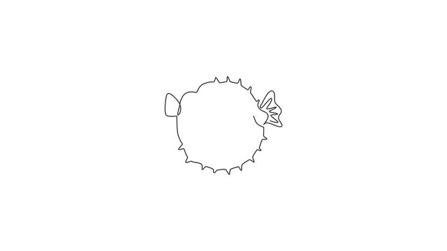 Animated self drawing of one continuous line draw cute pufferfish for aquatic logo identity. Balloon fish mascot concept for fresh seafood icon. Full length single line animation illustration.