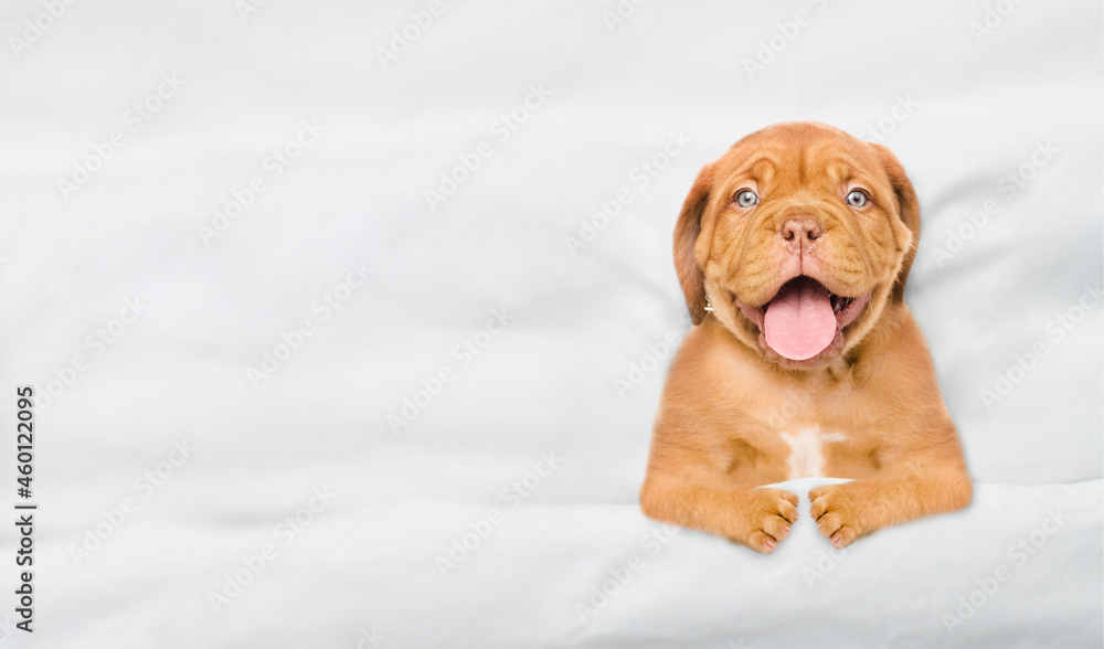 Poster yawning mastiff puppy lying under white blanket on a bed at home before bedtime. top down view. empt