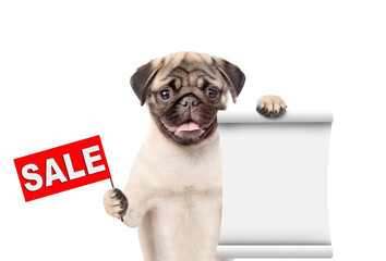 Pug puppy shows empty list and sales symbol. isolated on white background