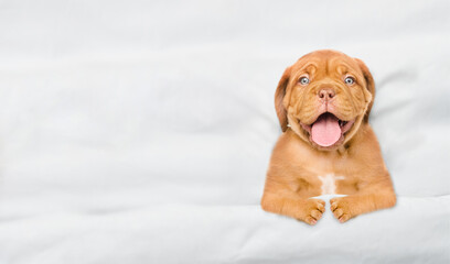 Yawning Mastiff puppy lying under white blanket on a bed at home before bedtime. Top down view....