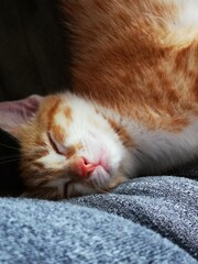 close up of a sleeping cat