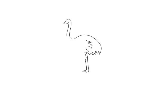 Animated self drawing of single continuous line draw large ostrich for logo identity. Long necked bird mascot concept for national zoo icon. Full length one line animation illustration.
