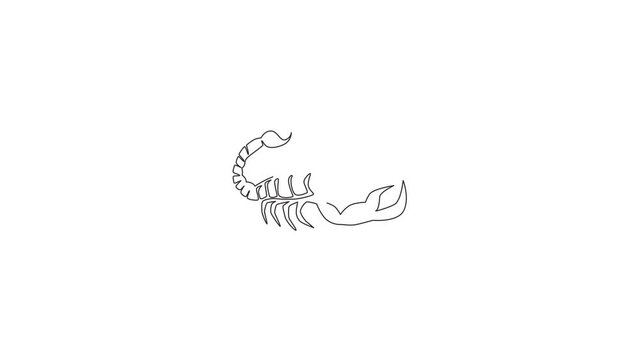Animated self drawing of single continuous line draw deadly scorpion for company logo identity. Lethal arthropod mascot concept for martial art club icon. Full length one line animation illustration.
