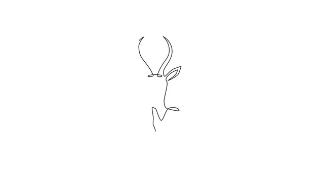 Animation of one single line drawing of beauty antelope head for logo. Horned mammal animal mascot concept for national conservation park icon. Continuous line self draw animated. Full length motion.