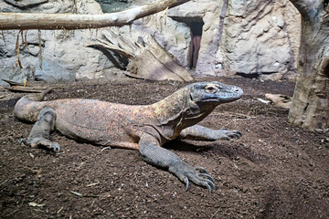 Ein Komodowaran ( Komodo - Waran ) / Komododrache ( Varanus komodoensis ).